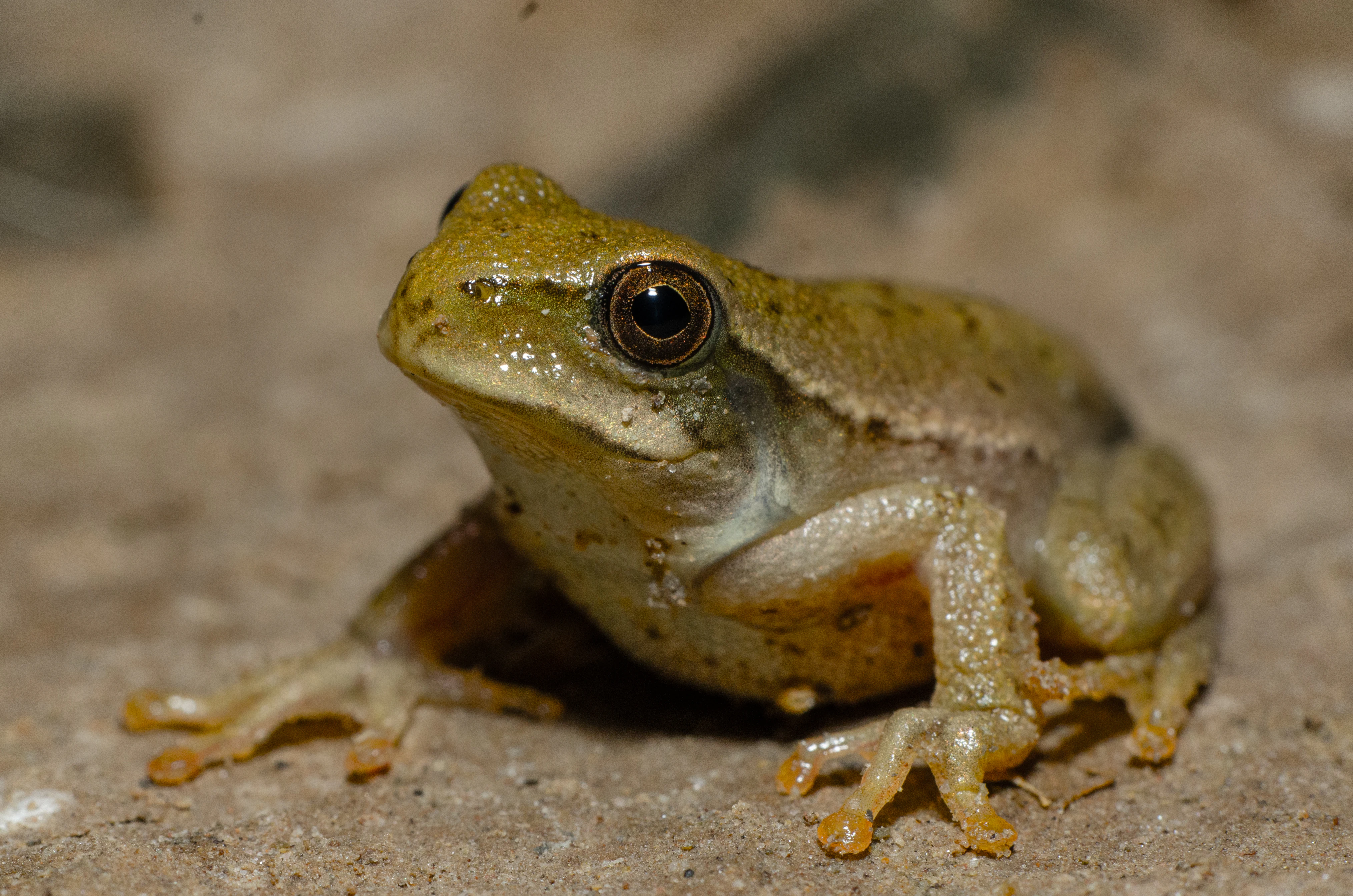 A small brownish tree frog with large dark eyes perched on a textured, sandy surface.