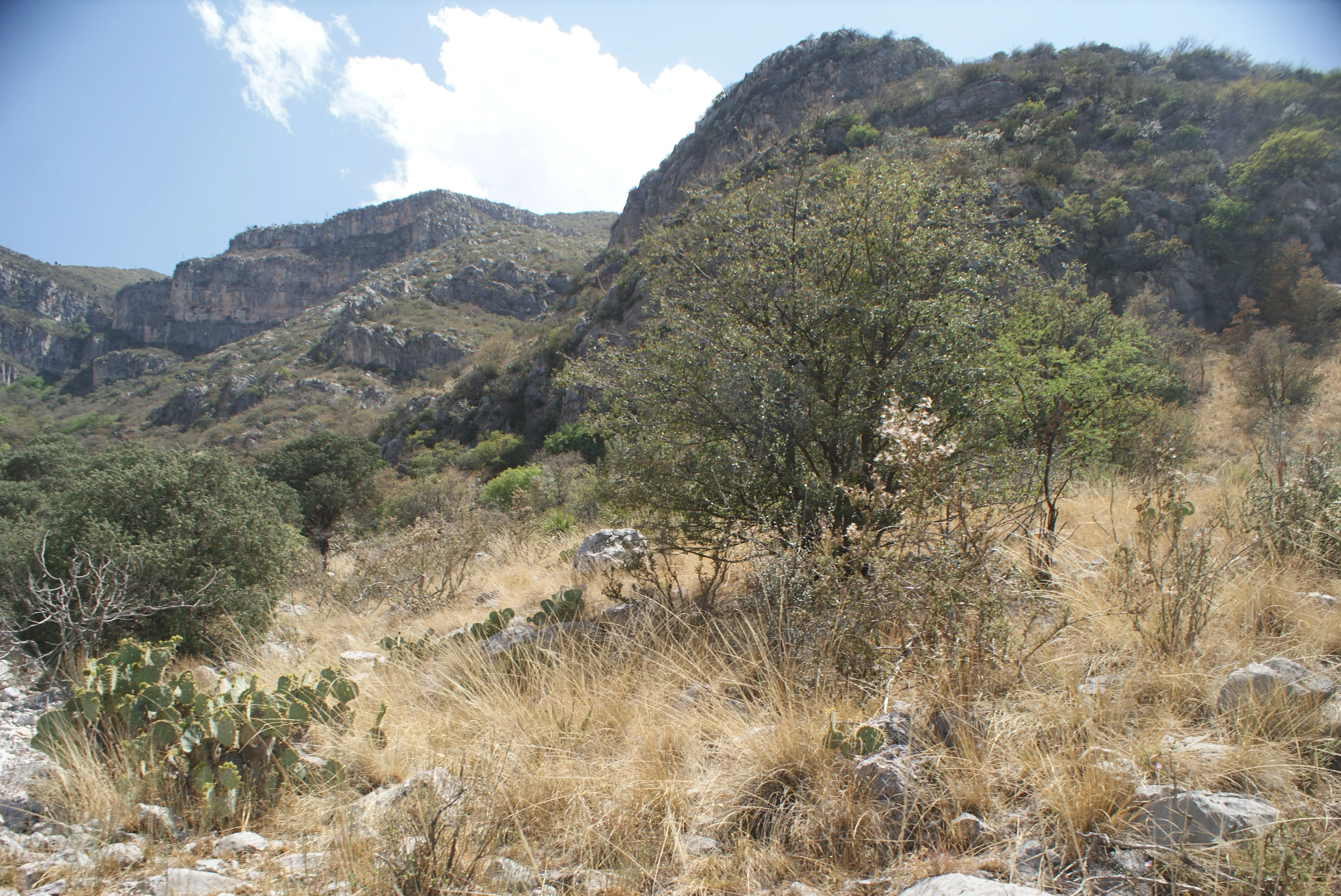 A sunny mountain landscape with rugged, rocky slopes covered in sparse dry grass, cacti, and shrubs under a bright sky.