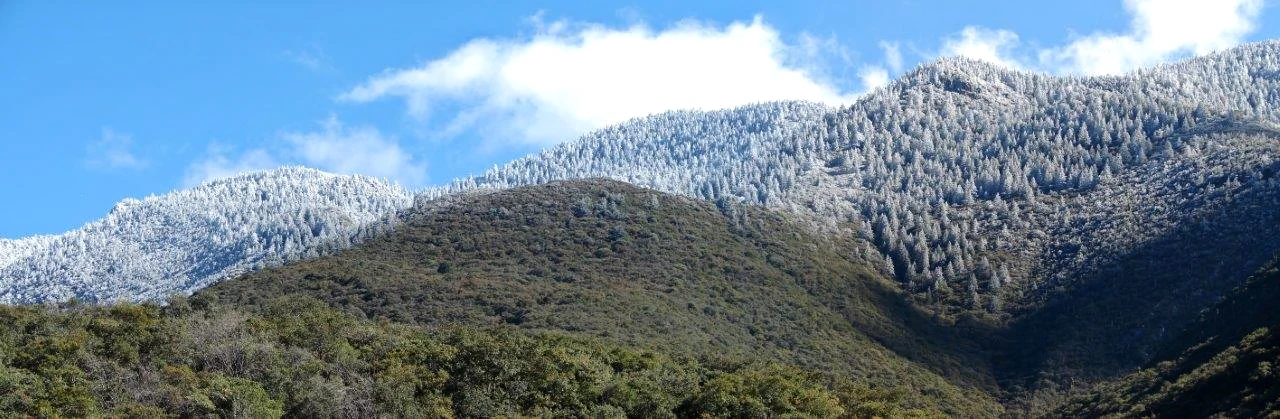 Snow covered pine forests on a mountain ridgeline in the Serranía de Zapalinamé under a bright blue sky.