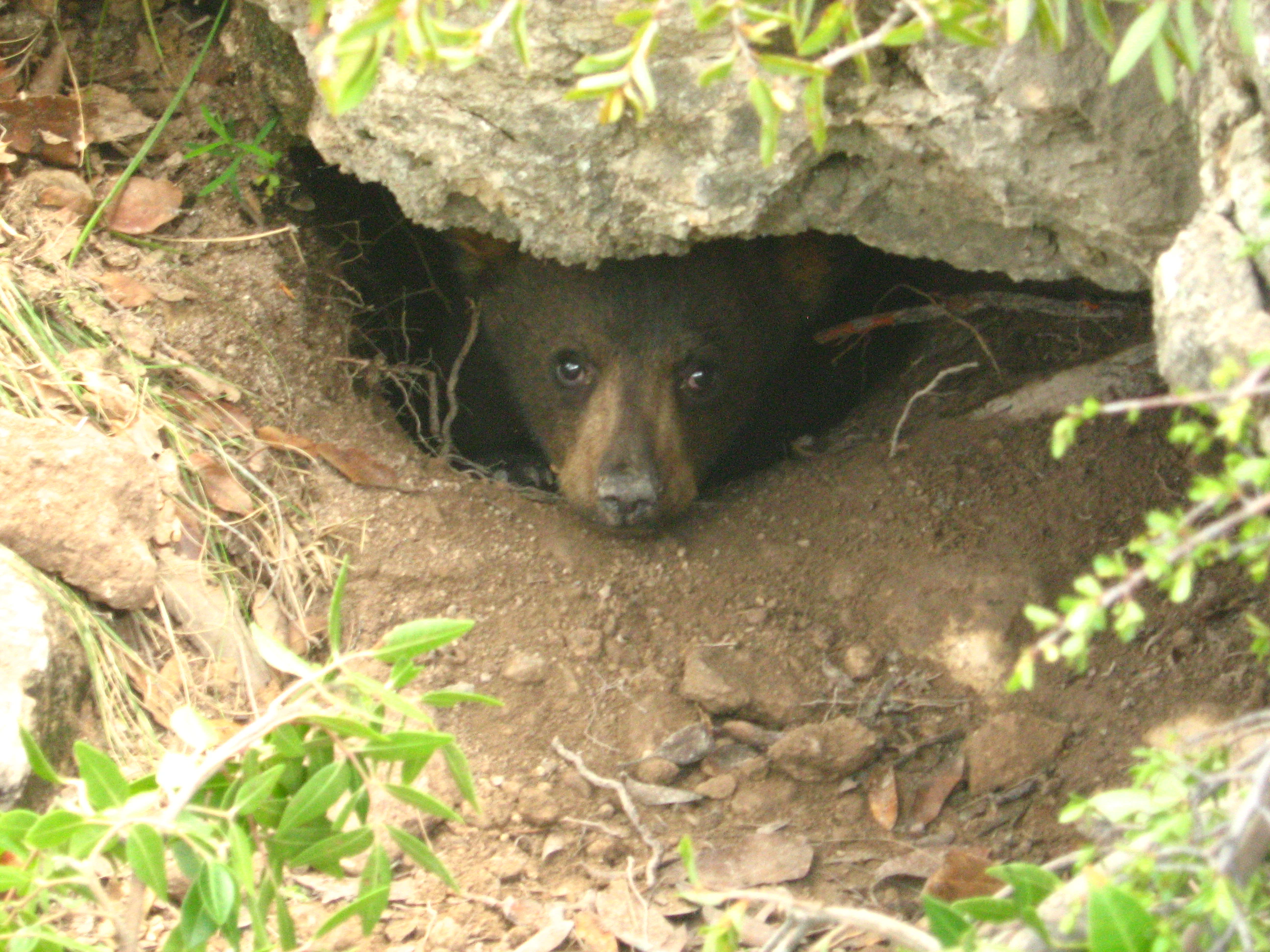 A young black bear cub looking out from a shallow cave or den under a rock ledge in a canyon.