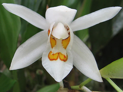 A close-up shot of a single white Coelogyne nitida orchid flower, featuring long, elegant white petals and a central structure marked with vibrant yellow and orange tones, set against a blurred green leafy background.