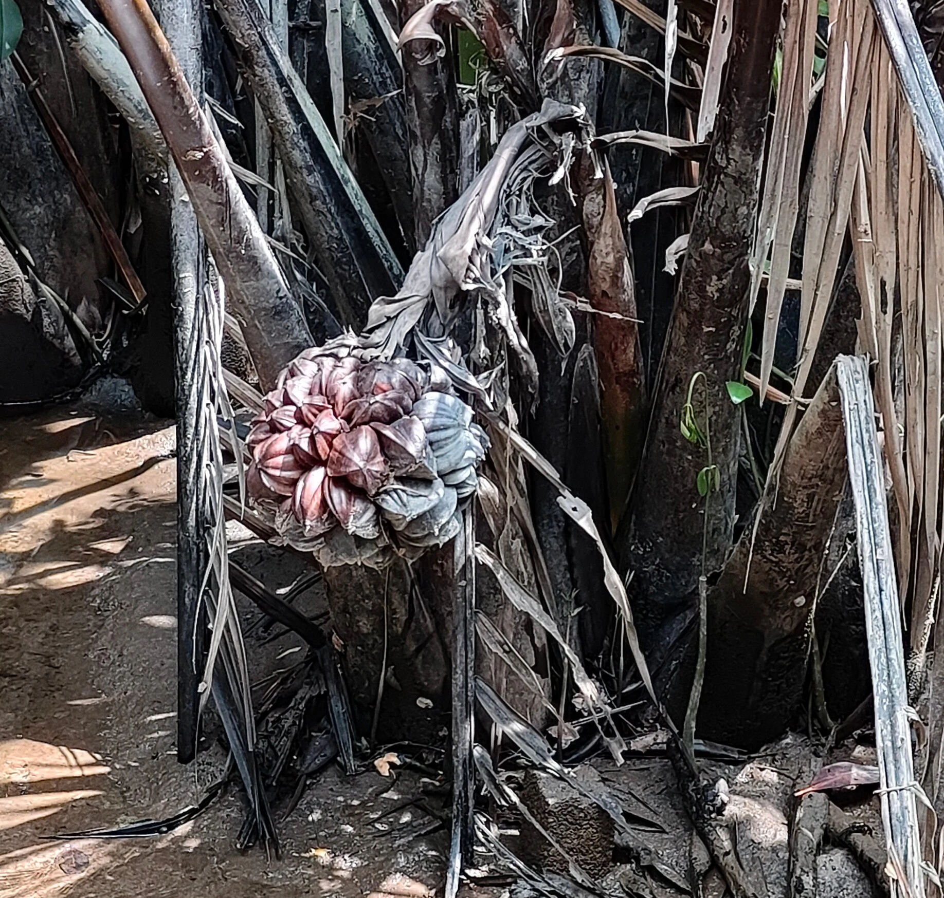 A close-up view of a mature, spherical, segmented Nipa palm fruit growing among dark, fibrous palm trunks and dried leaves.