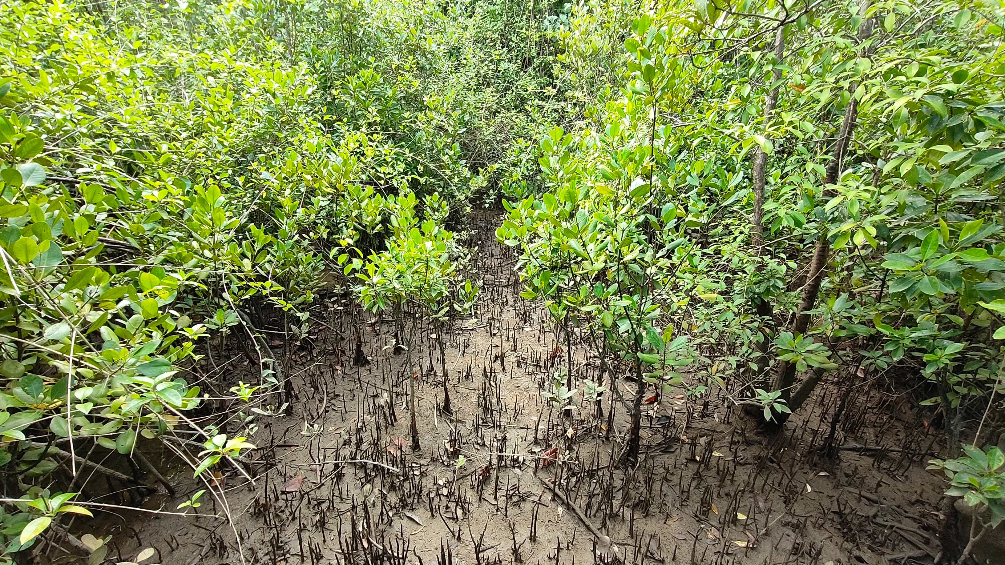 A close-up view of a mangrove forest with numerous dark, thin root structures, known as pneumatophores, rising from the muddy ground beneath bright green foliage.