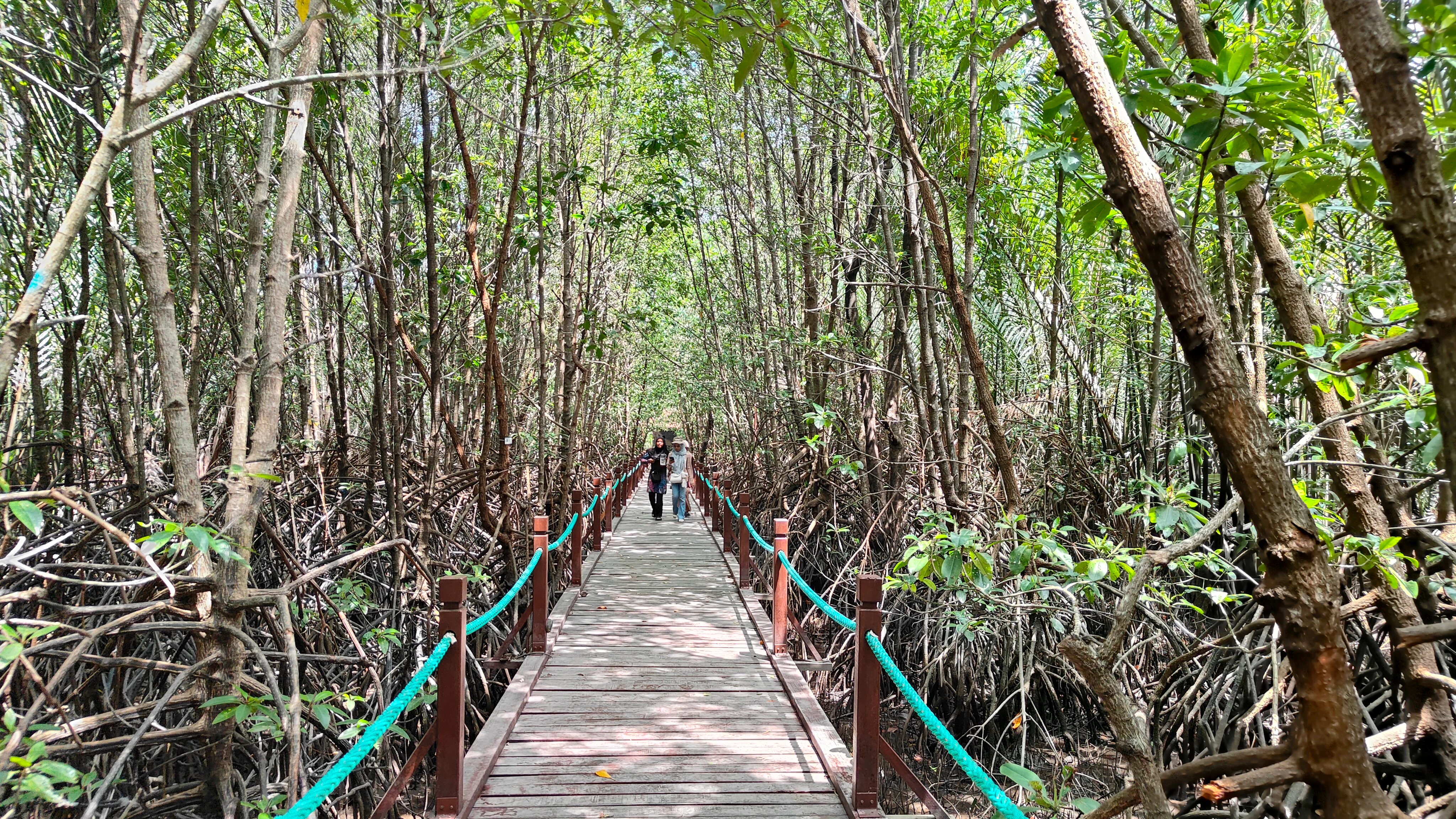 A narrow wooden boardwalk path stretches straight through a thick, lush green mangrove forest, with thin tree trunks surrounding the path and turquoise railings on both sides.