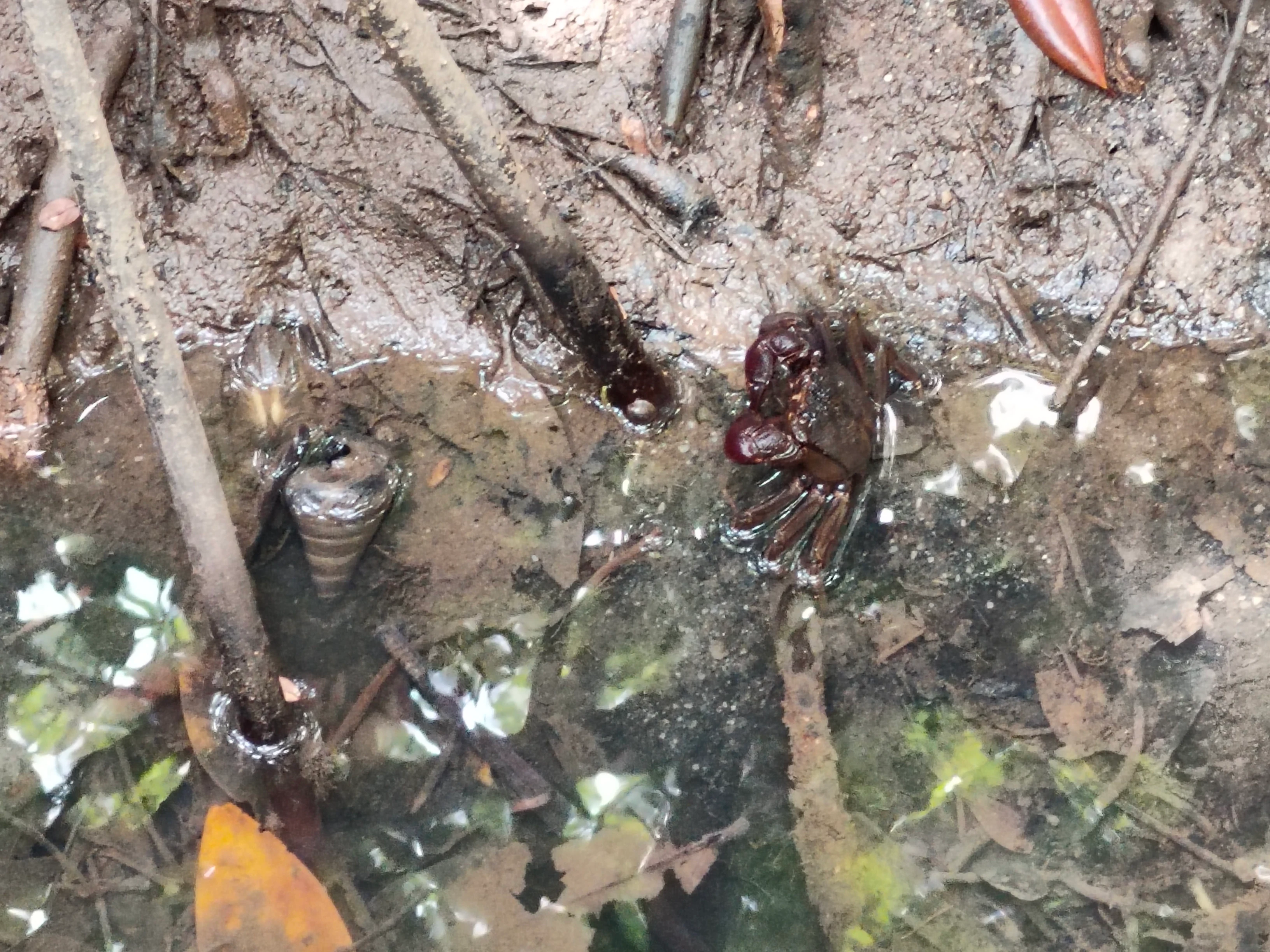 A close-up view looking down into a muddy mangrove habitat at a small dark red crab and a spiral snail shell partially submerged in shallow water.
