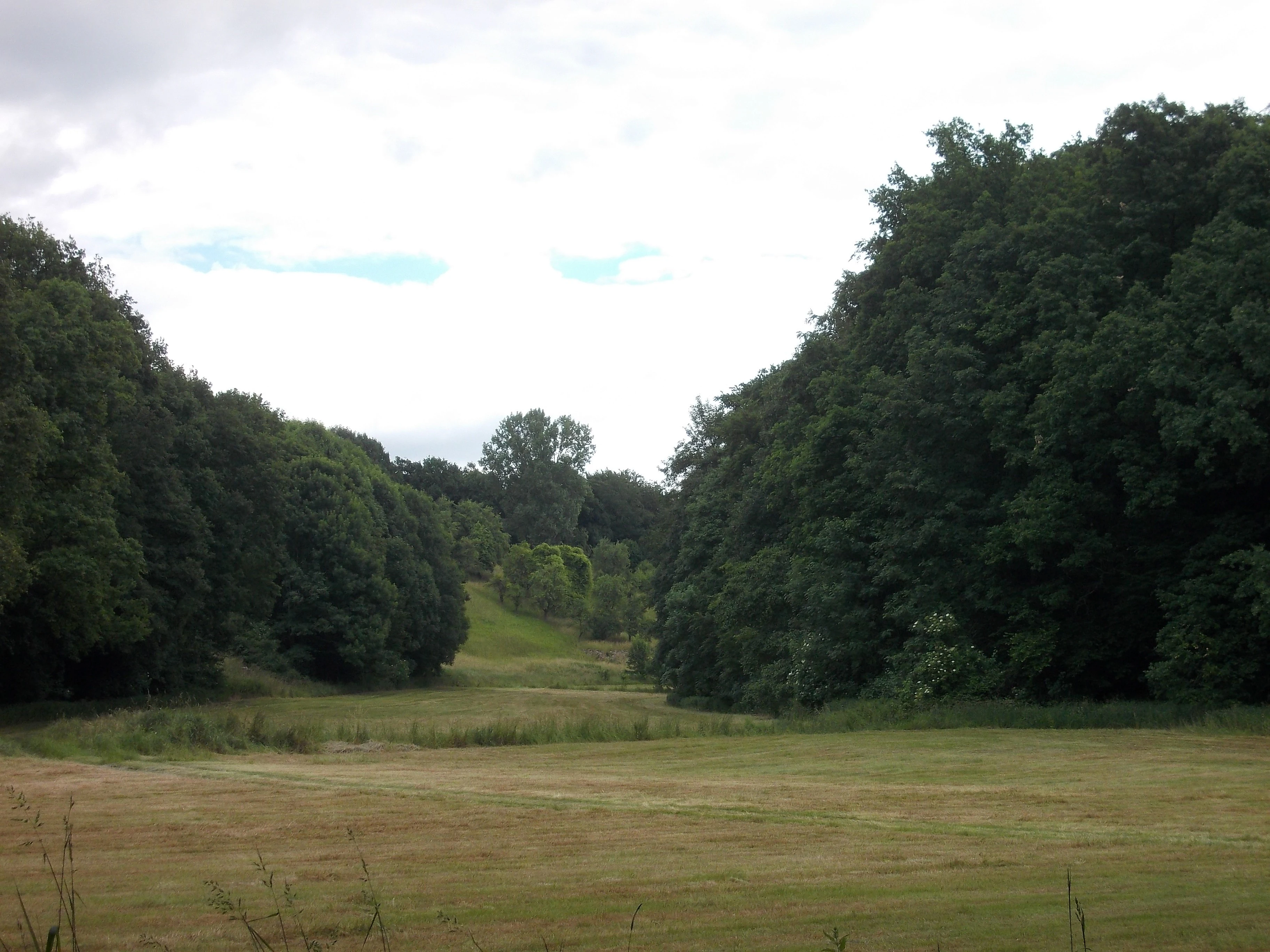 A wide view of a grassy meadow valley flanked by dense deciduous forests on both sides under an overcast sky.