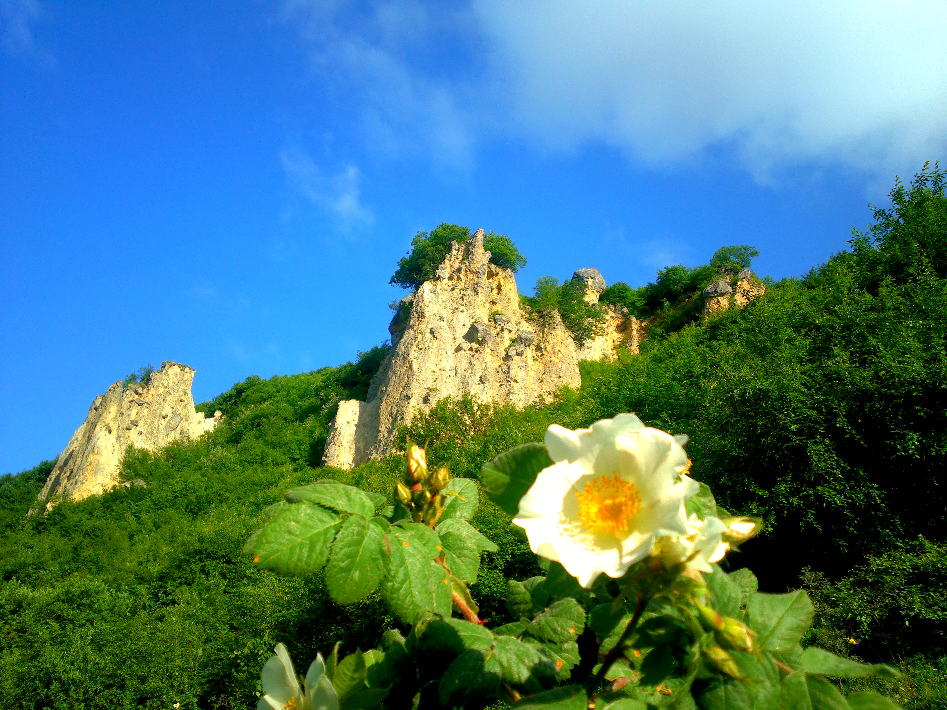 White rose flower with yellow center and green leaves in foreground, rocky mountains and dense green forest in background under blue sky