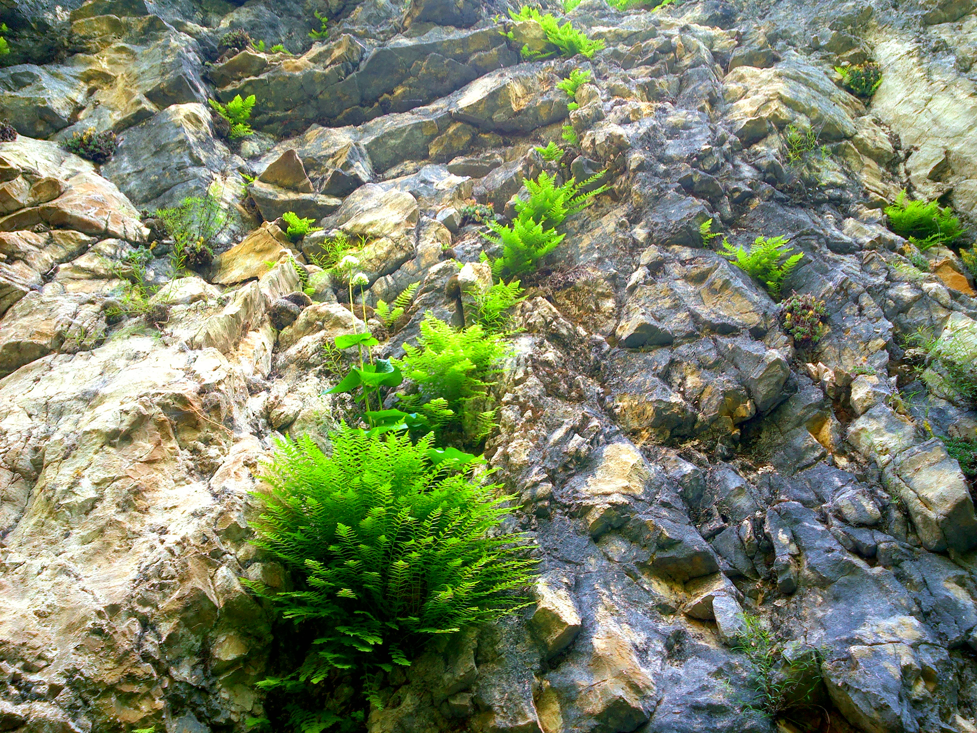 Green ferns growing on a rocky cliff face with various shades of brown and gray rocks