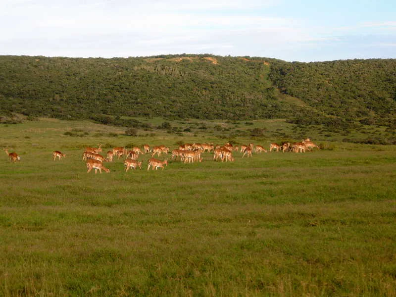 A large herd of impala antelopes grazing in a grassy field with low, shrub-covered hills in the background.