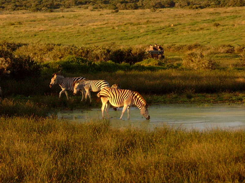 Three zebras standing in a shallow waterhole in a grassy field, with a safari vehicle visible in the background.