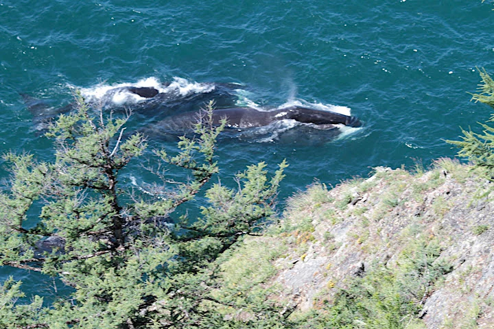 Bowhead whales surfacing in turquoise water with rocky shoreline and evergreen trees
