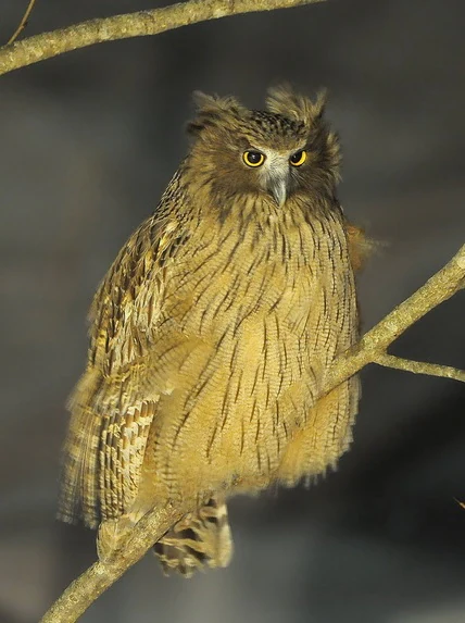 Blakiston's Fish Owl with brown and beige plumage perched on a tree branch