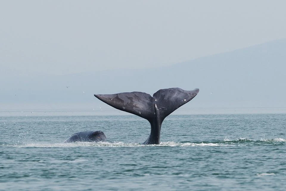 Bowhead whale tail fluke emerging from ocean surface with another whale partially visible in background