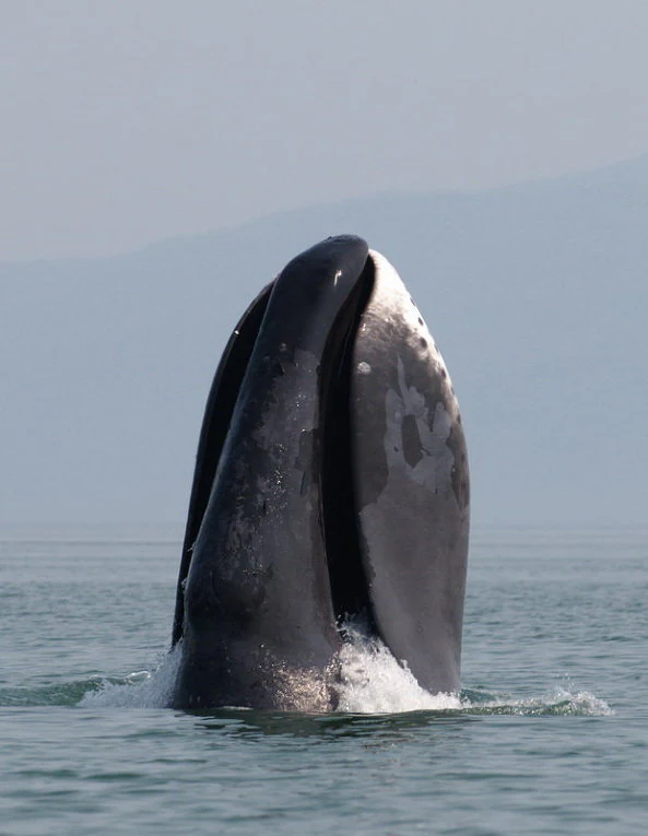 A bowhead whale emerging from the ocean with its head above water, showing a dorsal fin and part of its body, with mountains visible in the background