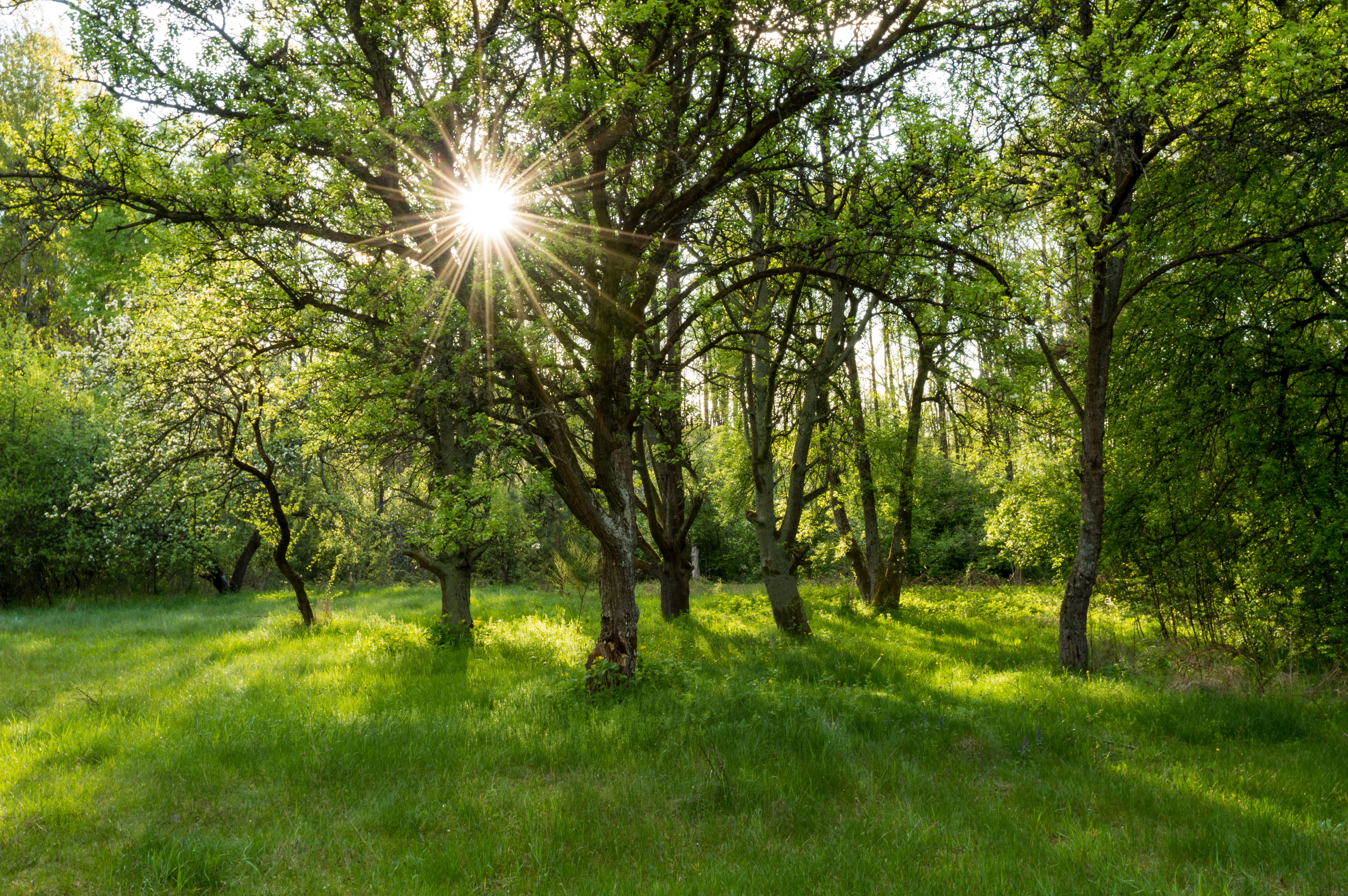 Sunlight filtering through trees in a grassy forest area with dappled shadows
