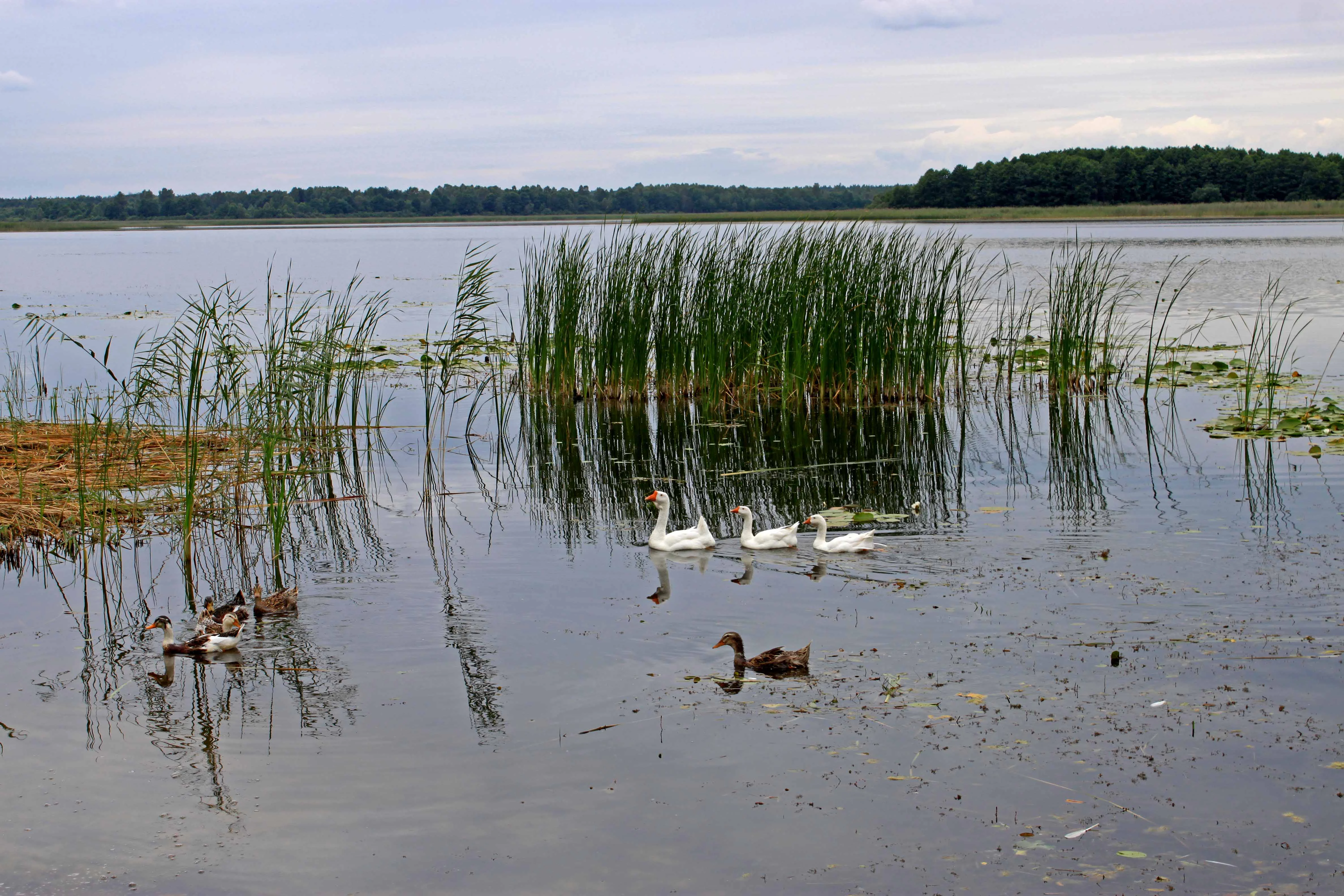Lake with swans, ducks, and tall reeds in calm water reflecting vegetation