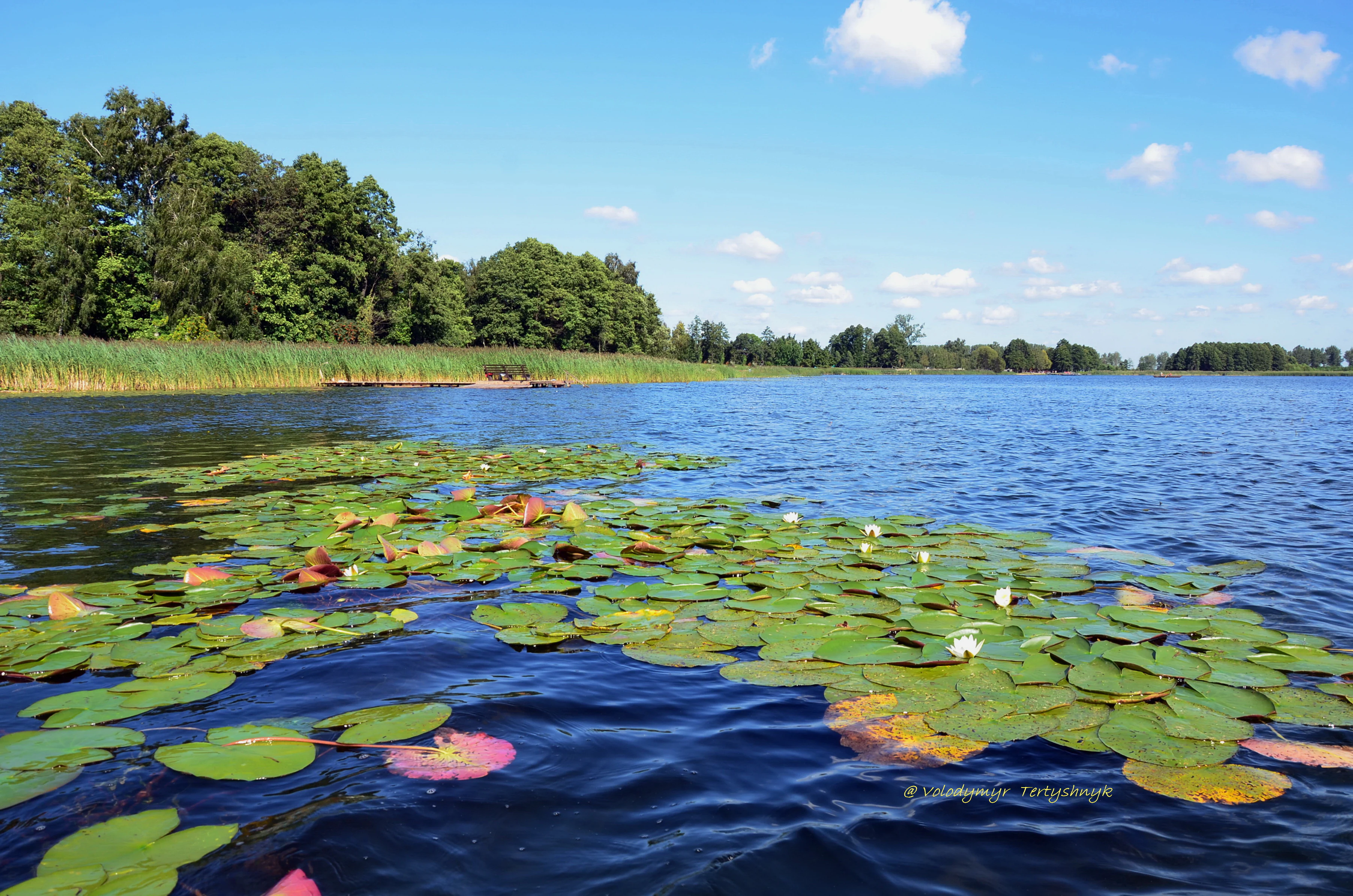 Water lilies with pink and white flowers floating on a blue lake, surrounded by green reeds and trees under a clear blue sky