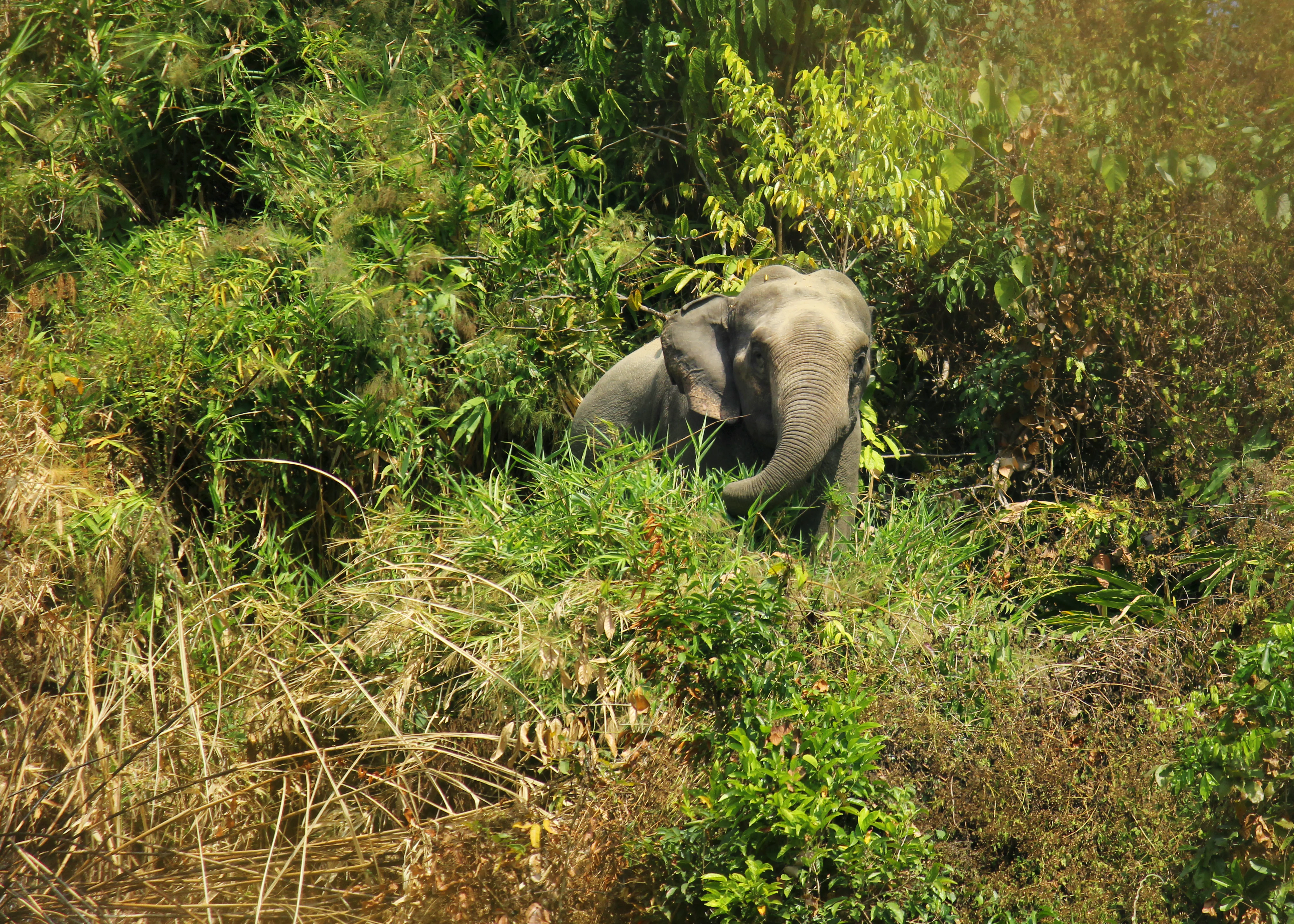 Elefante asiático parcialmente oculto por vegetación verde y pastos altos