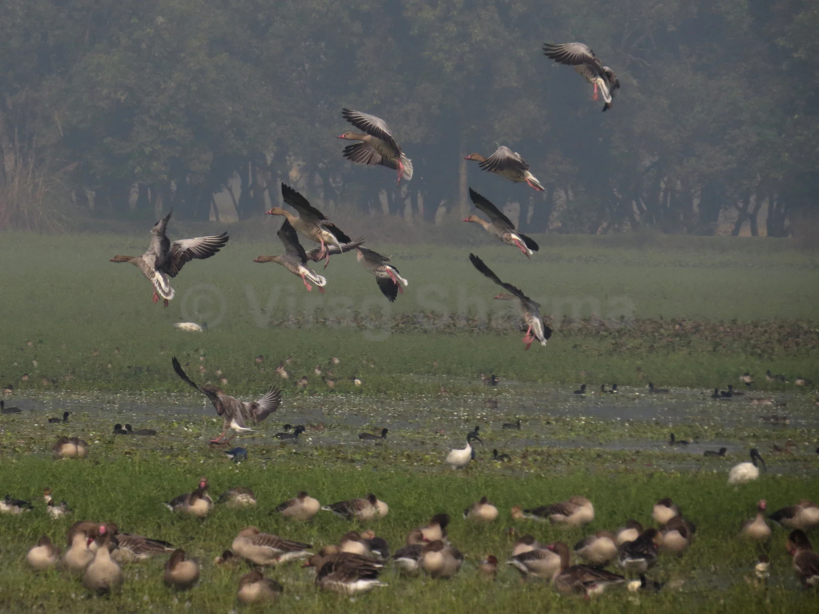 A large flock of geese, some in flight and some standing on the marshy green banks of Shekha Bird Sanctuary, under hazy conditions.