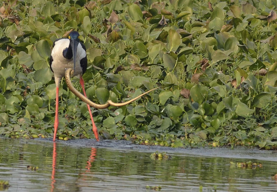 A black necked stork stands at the water's edge in a wetland area, holding a snake in its beak.