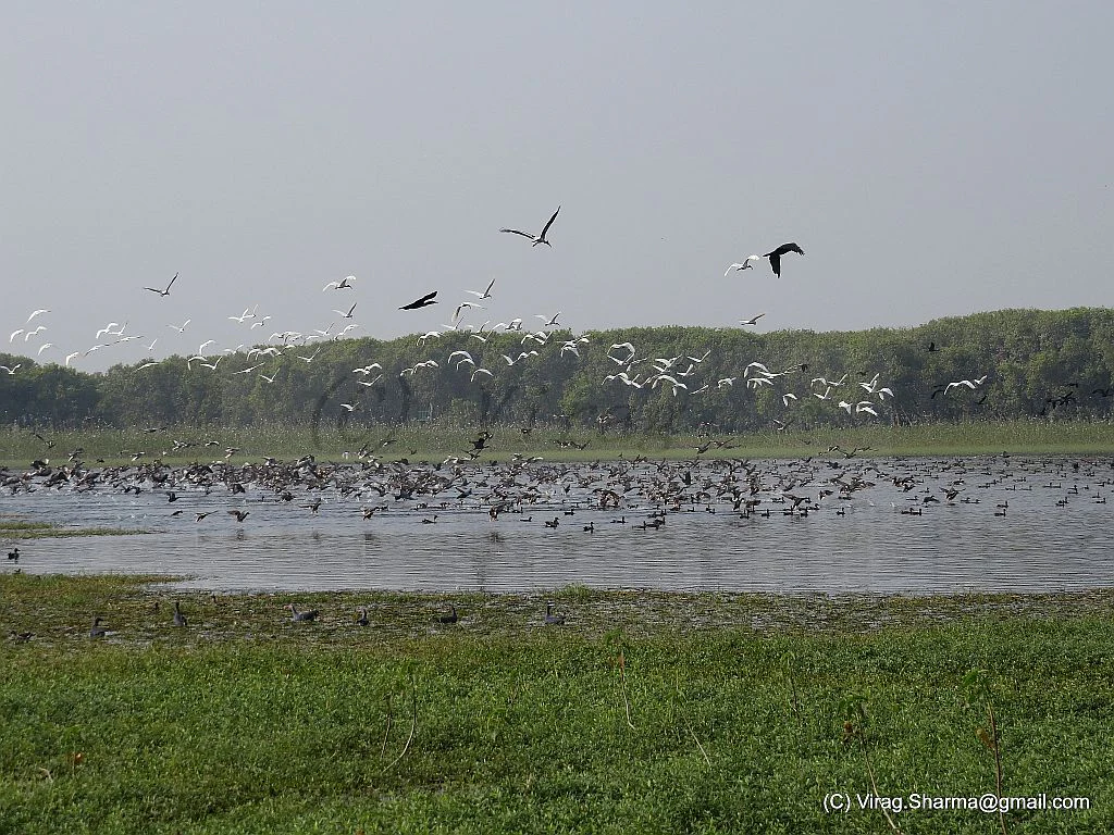 A large flock of birds flying above and swimming in a wetland area with grassy banks and a tree line in the background.