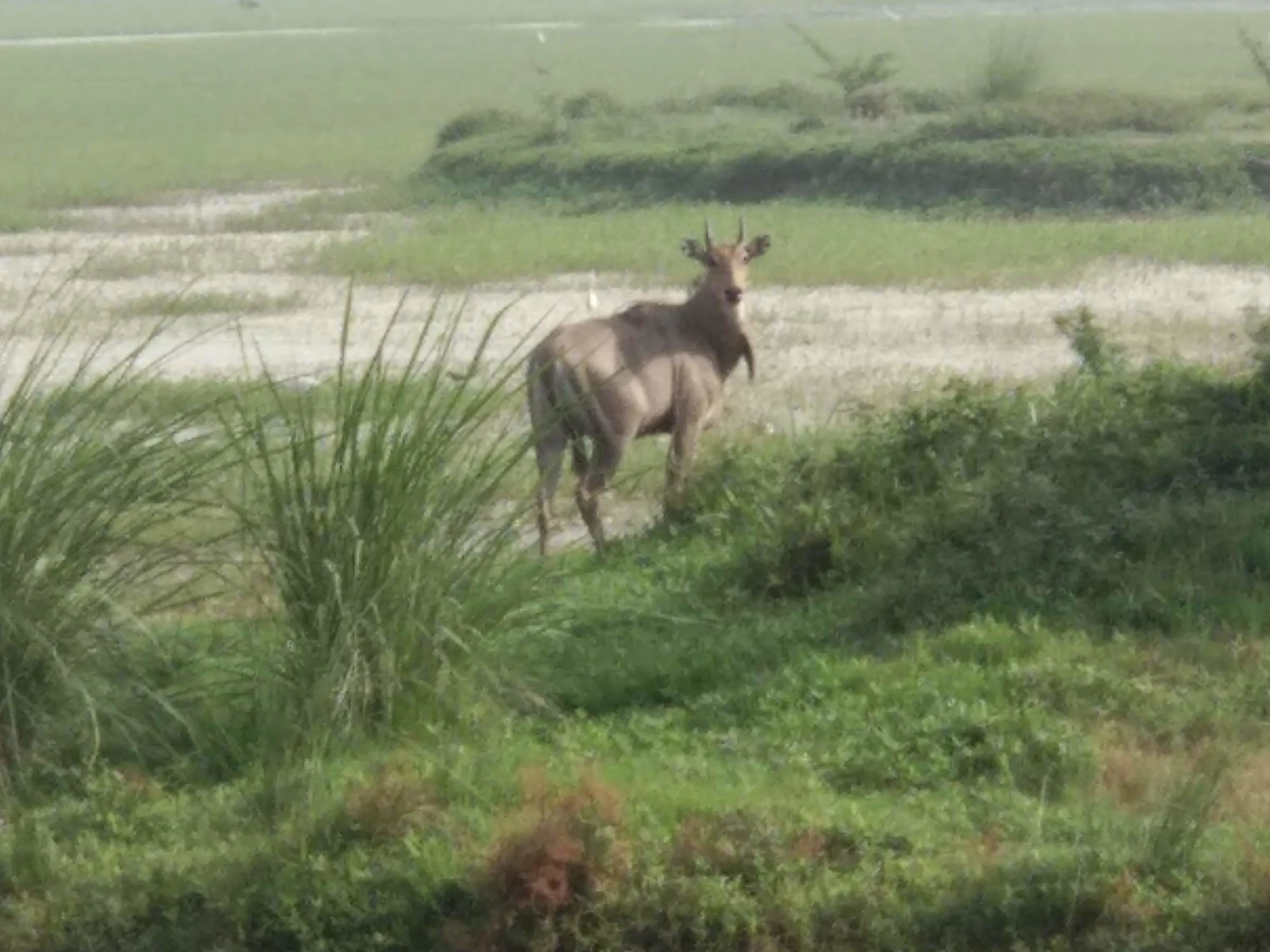 A medium shot of a nilgai antelope looking towards the camera in a grassy wetland field.