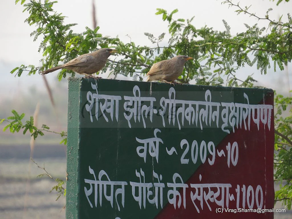 Two small birds perched on top of a green and maroon metal sign in the Shekha Bird Sanctuary, with Hindi text visible on the board.