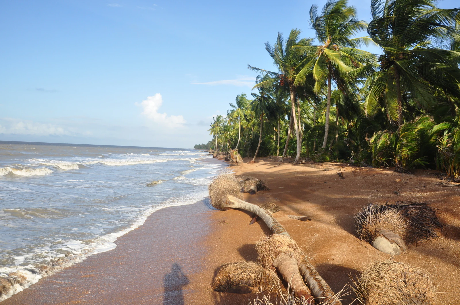 A view along a sandy beach with coconut palm trees leaning towards the water on the right and waves rolling onto the shore on the left.