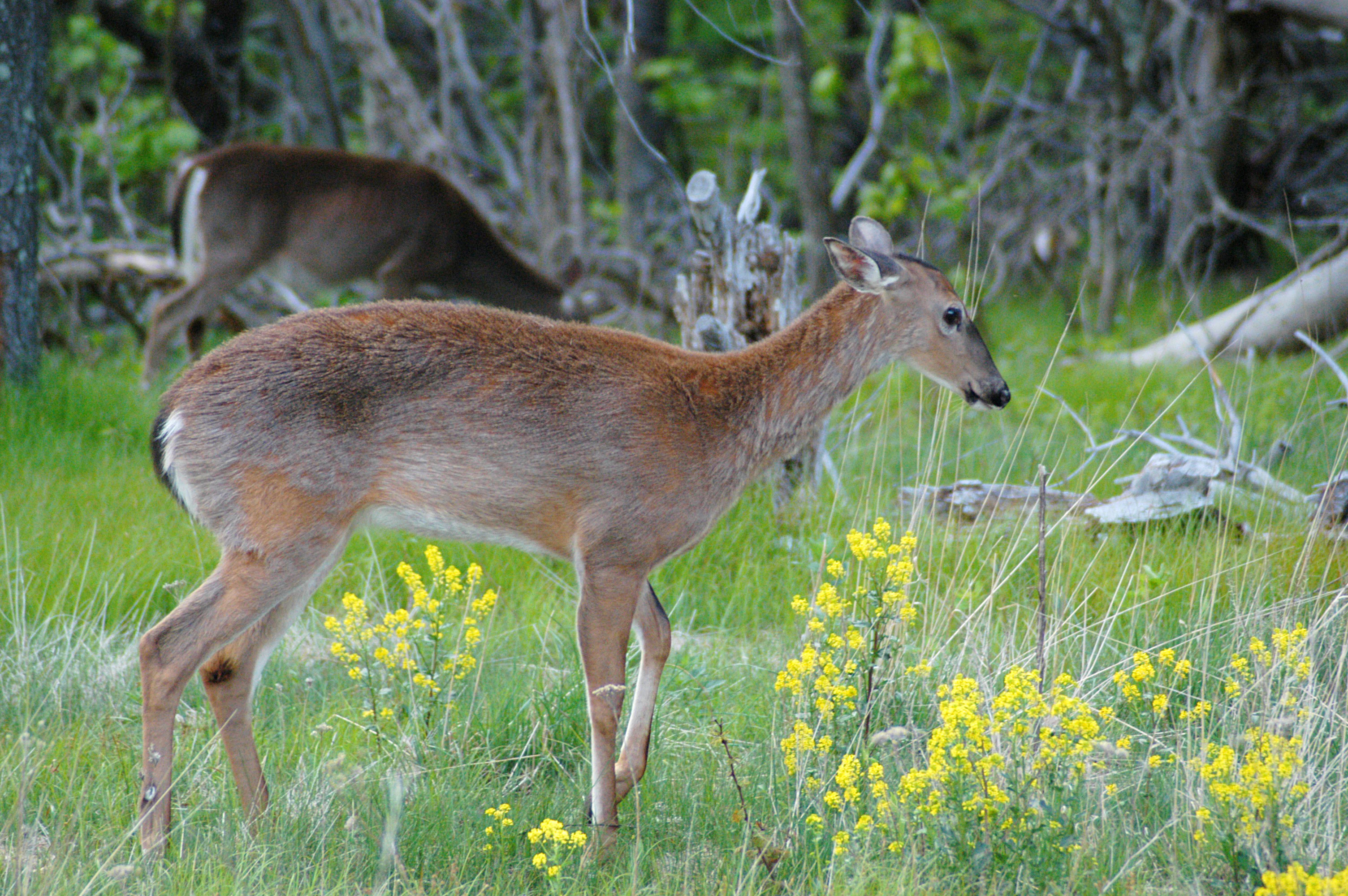 White-tailed deer standing in a grassy field with yellow wildflowers, trees visible in background