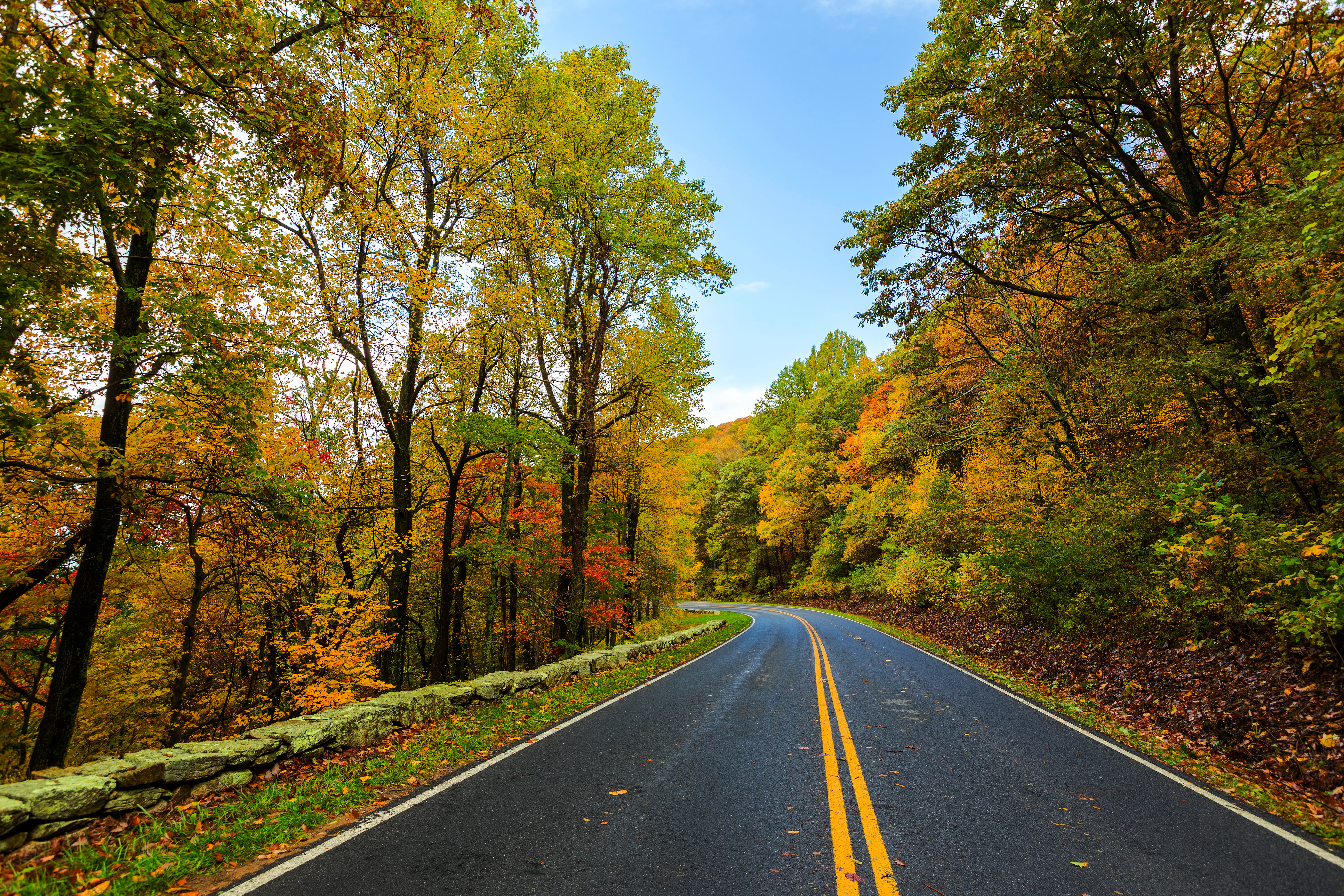 A paved road with double yellow lines running through a forest with vibrant autumn foliage, flanked by trees and a stone wall under a clear blue sky