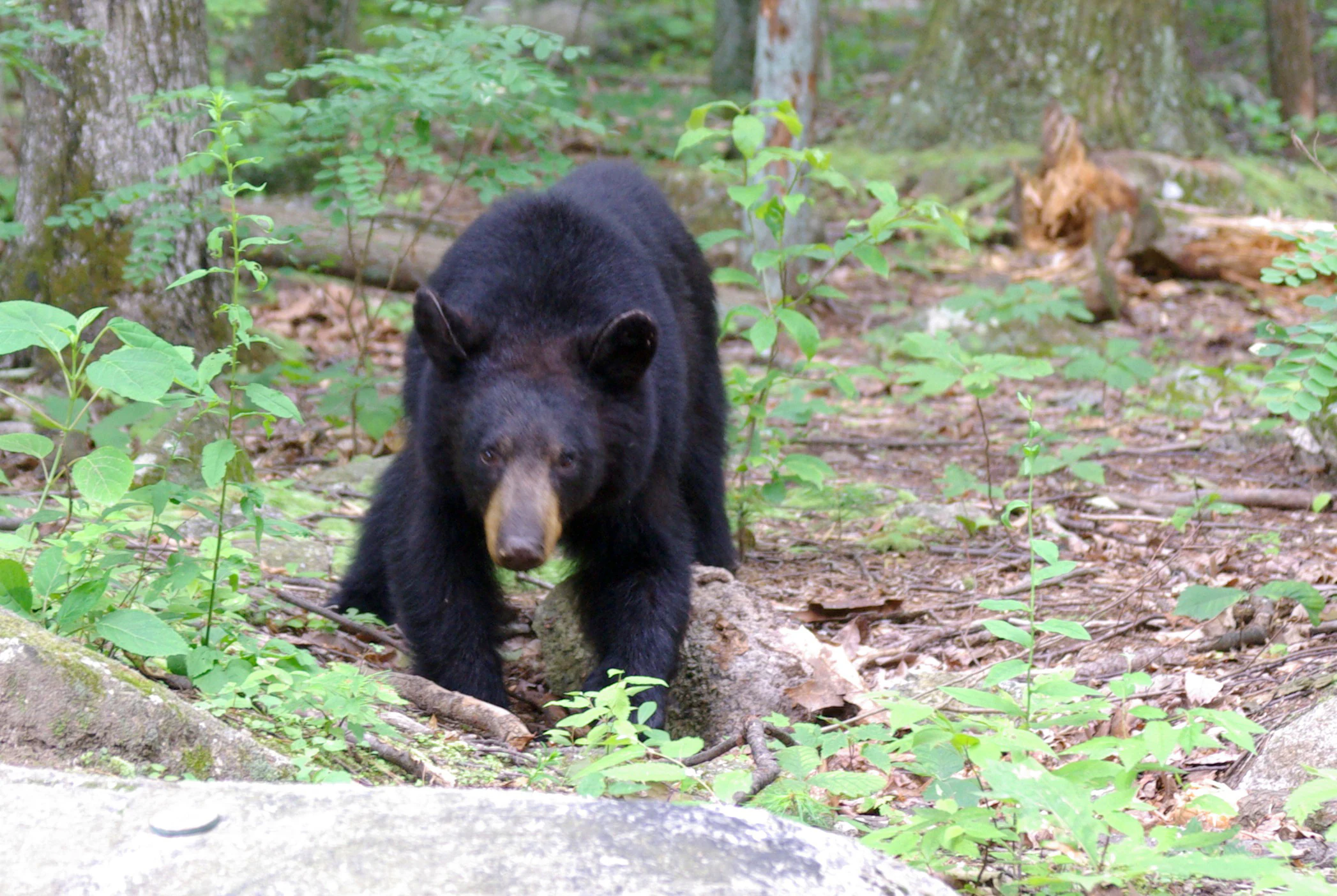 A juvenile American black bear standing on a forest floor with green vegetation and trees