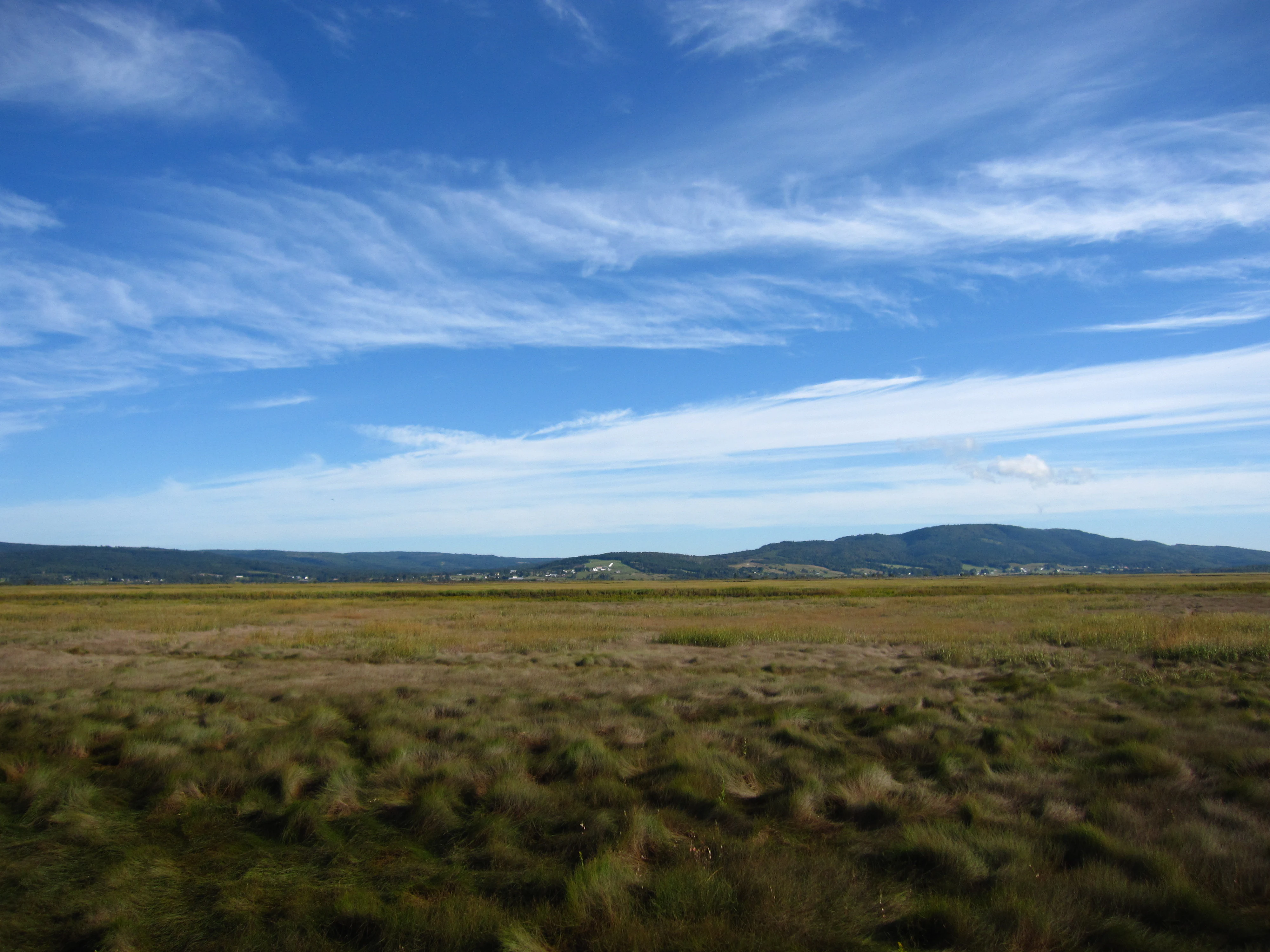 A wide, flat marshy landscape under a blue sky with wispy clouds, with rolling hills visible on the distant horizon.