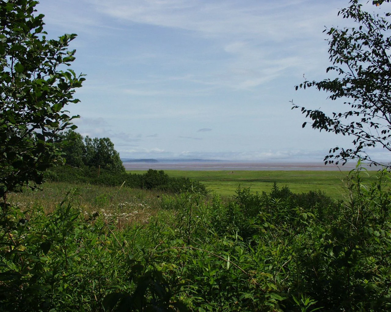 A framed view looking out over a wide, green coastal marshland toward distant, low-lying mudflats and the horizon under a cloudy sky.