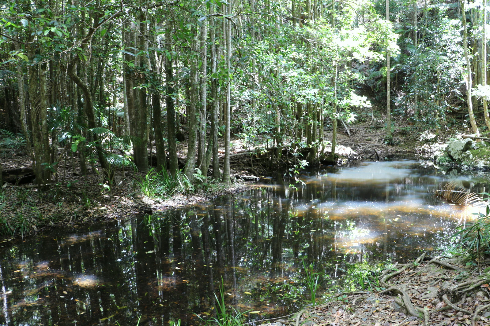 A small creek winds through dense subtropical rainforest, reflecting the surrounding trees in its calm, dark water.