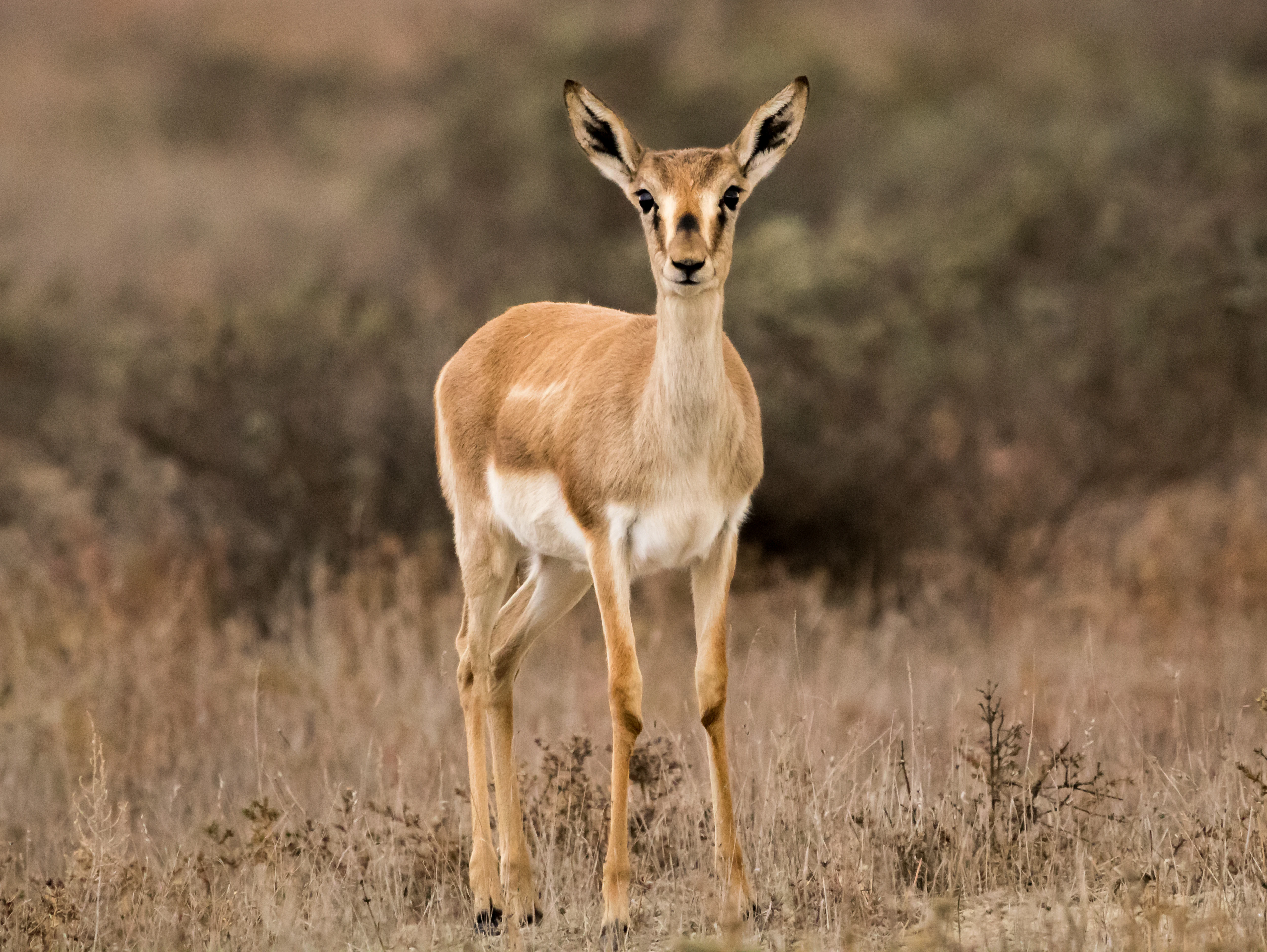 A goitered gazelle stands in dry grass with sparse vegetation in the background