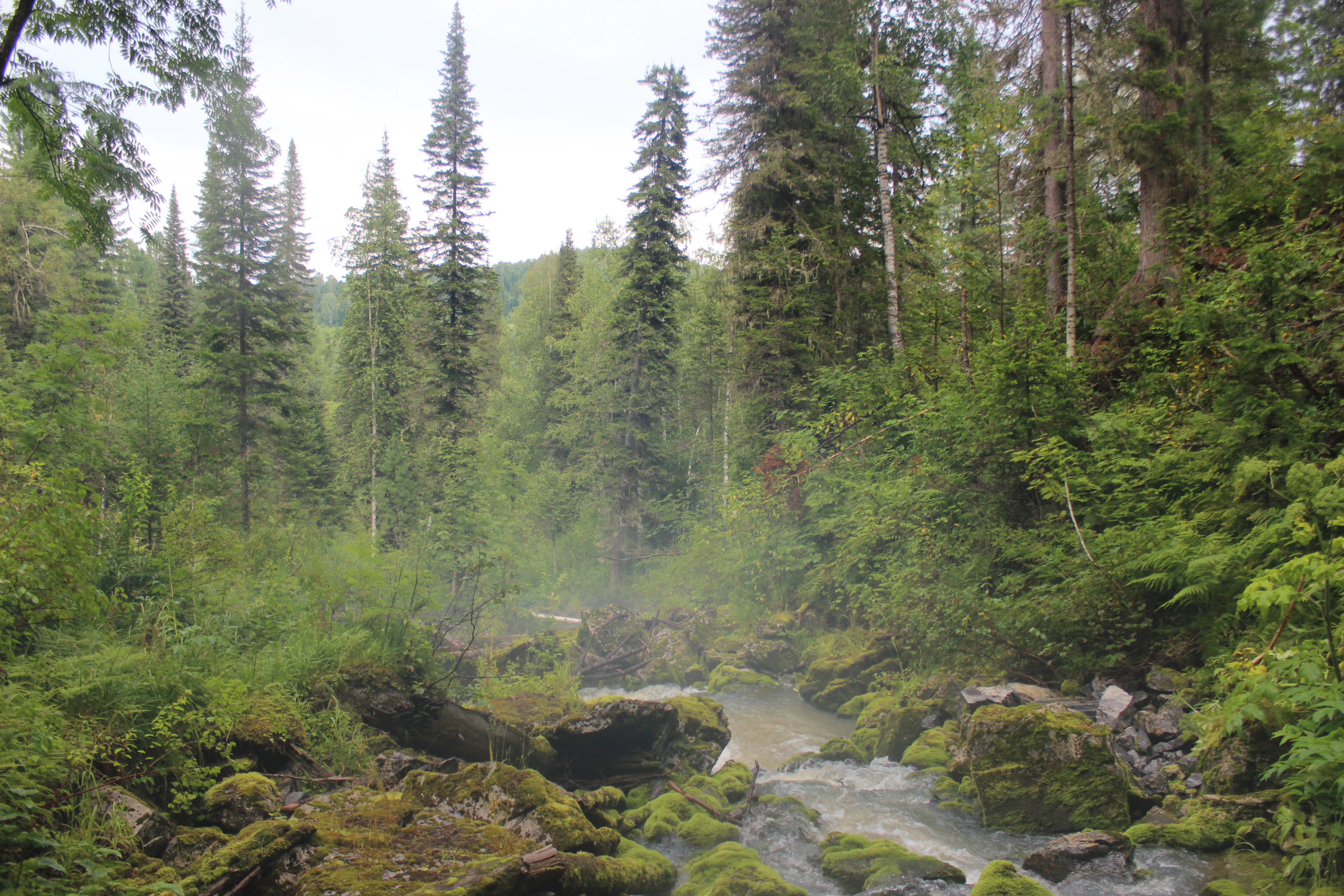 A stream flowing through a forested area with moss-covered rocks and tall coniferous trees