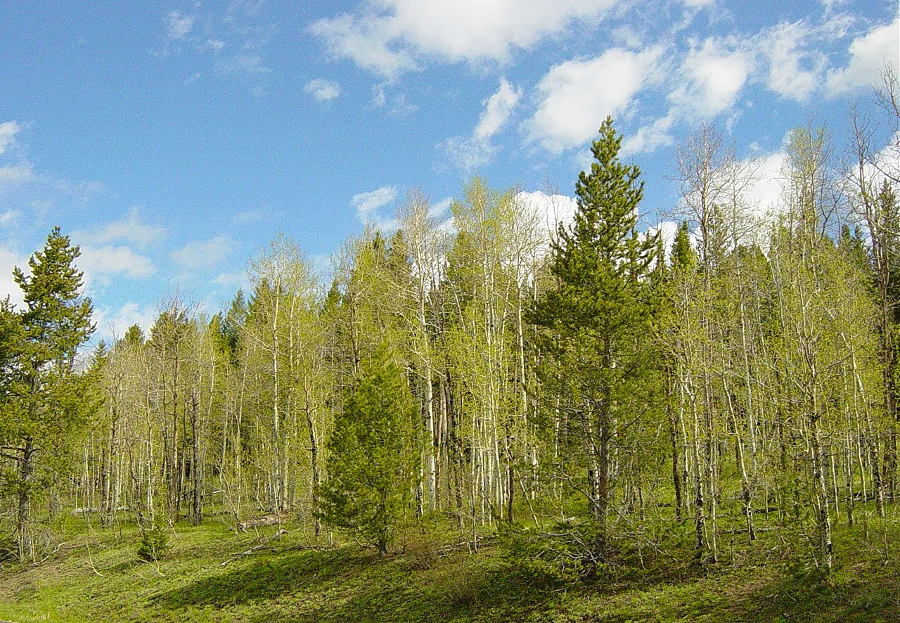 A grove of mixed aspen and pine trees under a blue sky with white clouds.
