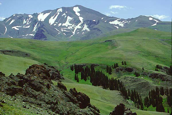 A wide view of a large, snow-dusted mountain rising above rolling green slopes and patches of pine forest in the Shoshone National Forest.