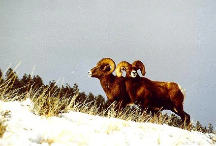Two bighorn sheep standing on a snowy hillside with dry grass and a treeline in the background.