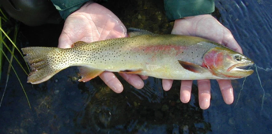 A pair of human hands holding a Yellowstone cutthroat trout over dark water, displaying its spotted body and distinct red gill patch.