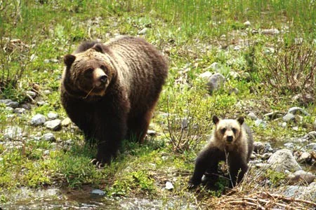 An adult grizzly bear and a smaller bear cub standing on a grassy, rocky slope near a stream.