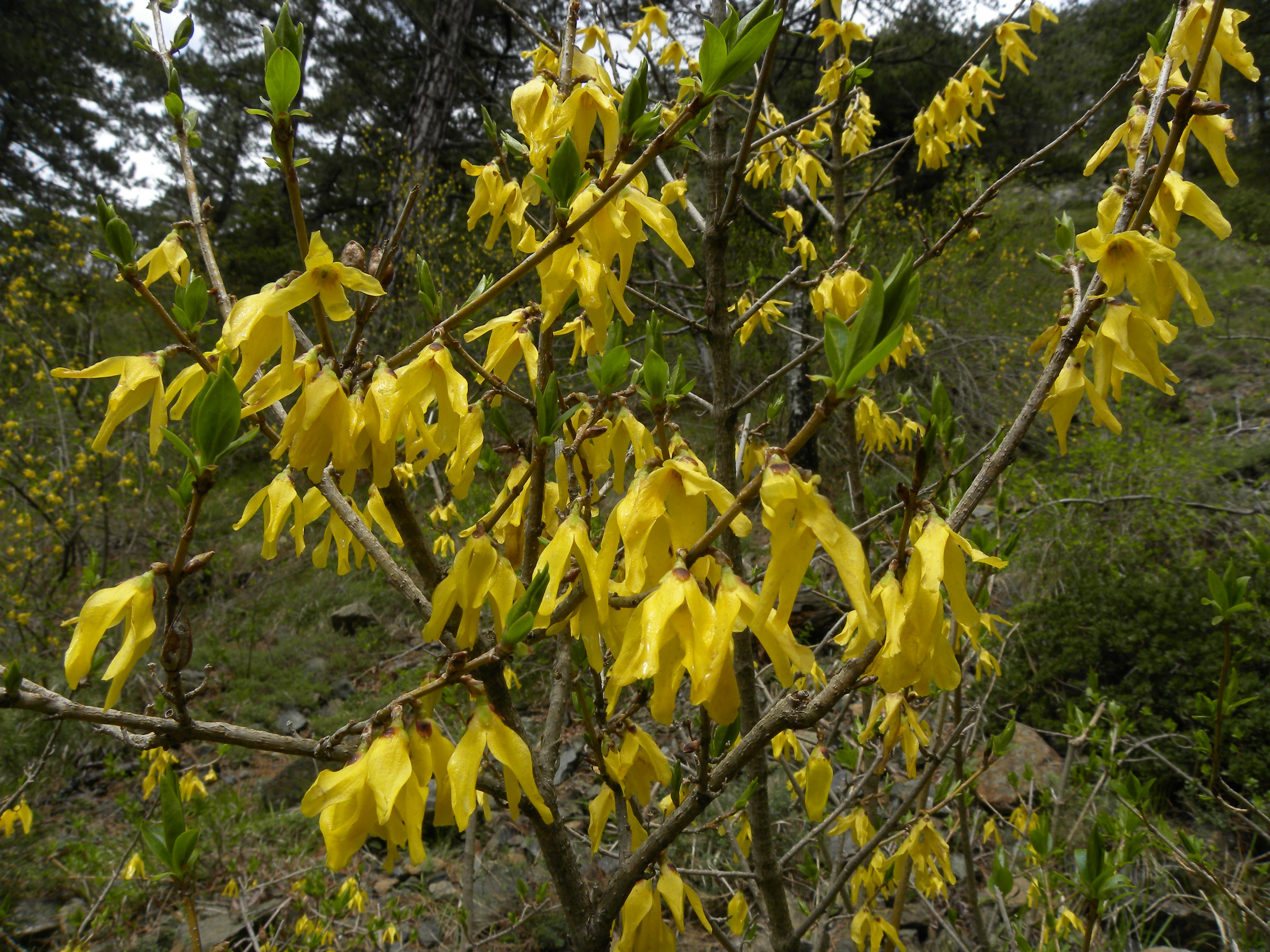 Close up view of yellow Forsythia europaea flowers on thin woody branches against a blurry forest background.