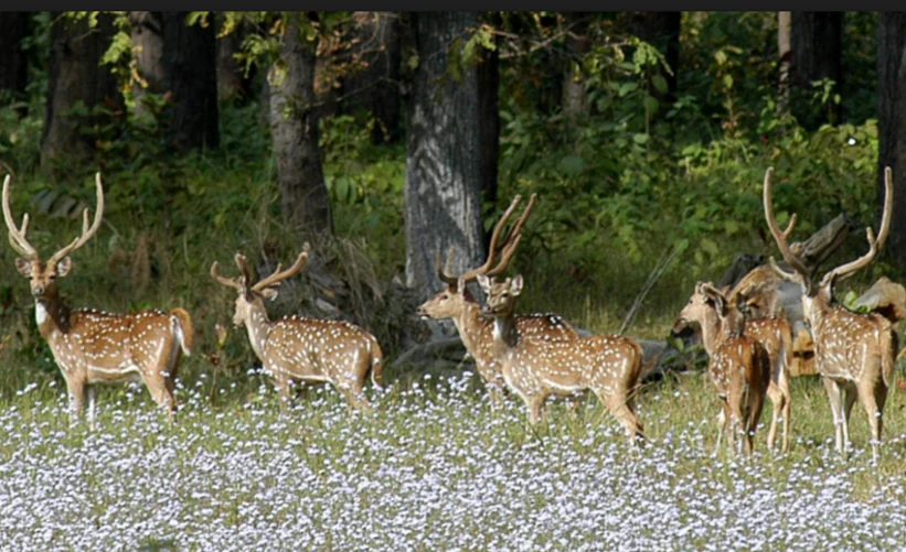 Barasingha deer with antlers standing in a meadow with white wildflowers and trees