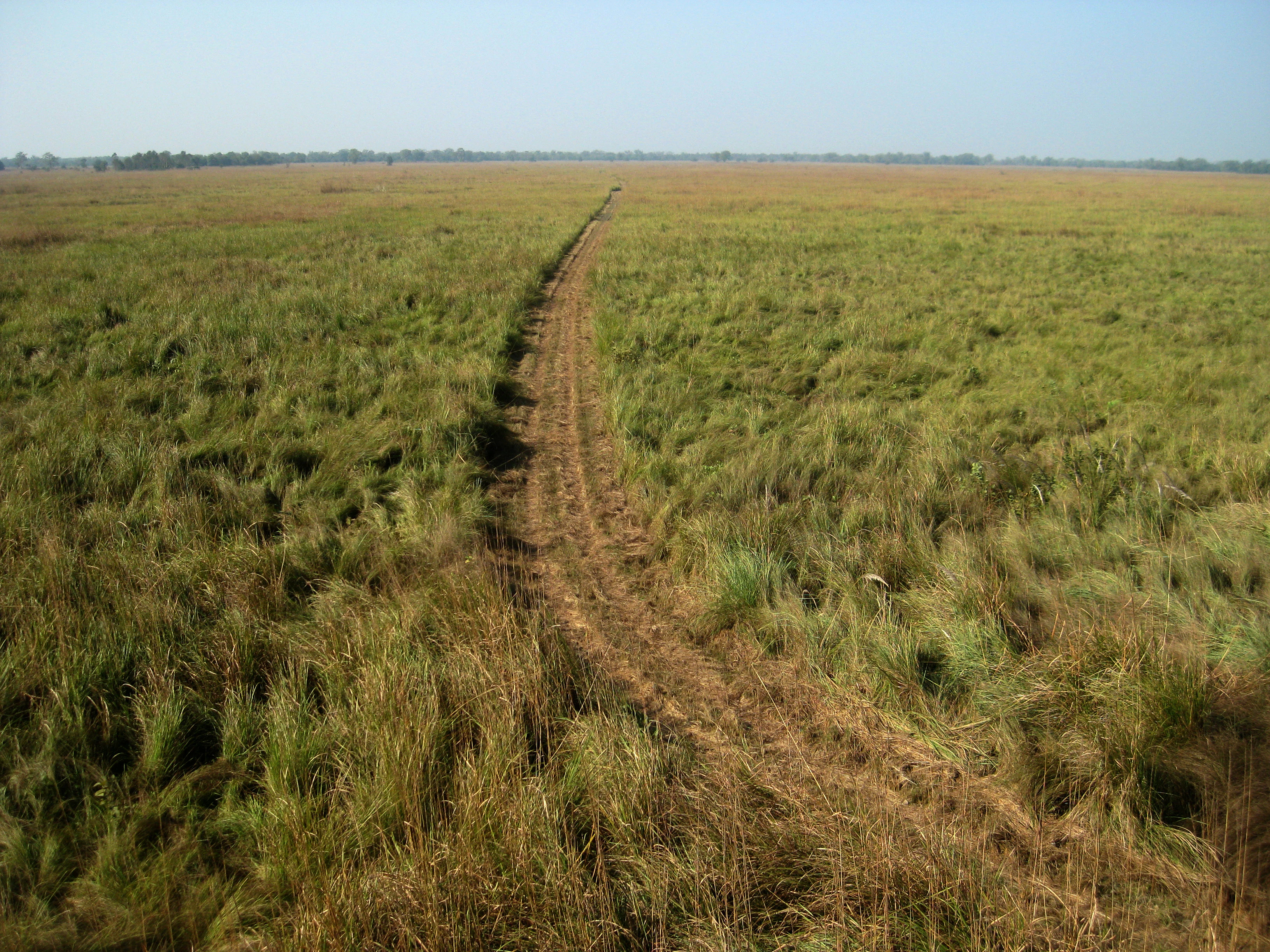 Dirt jeep track running through tall grasses in an open grassland field