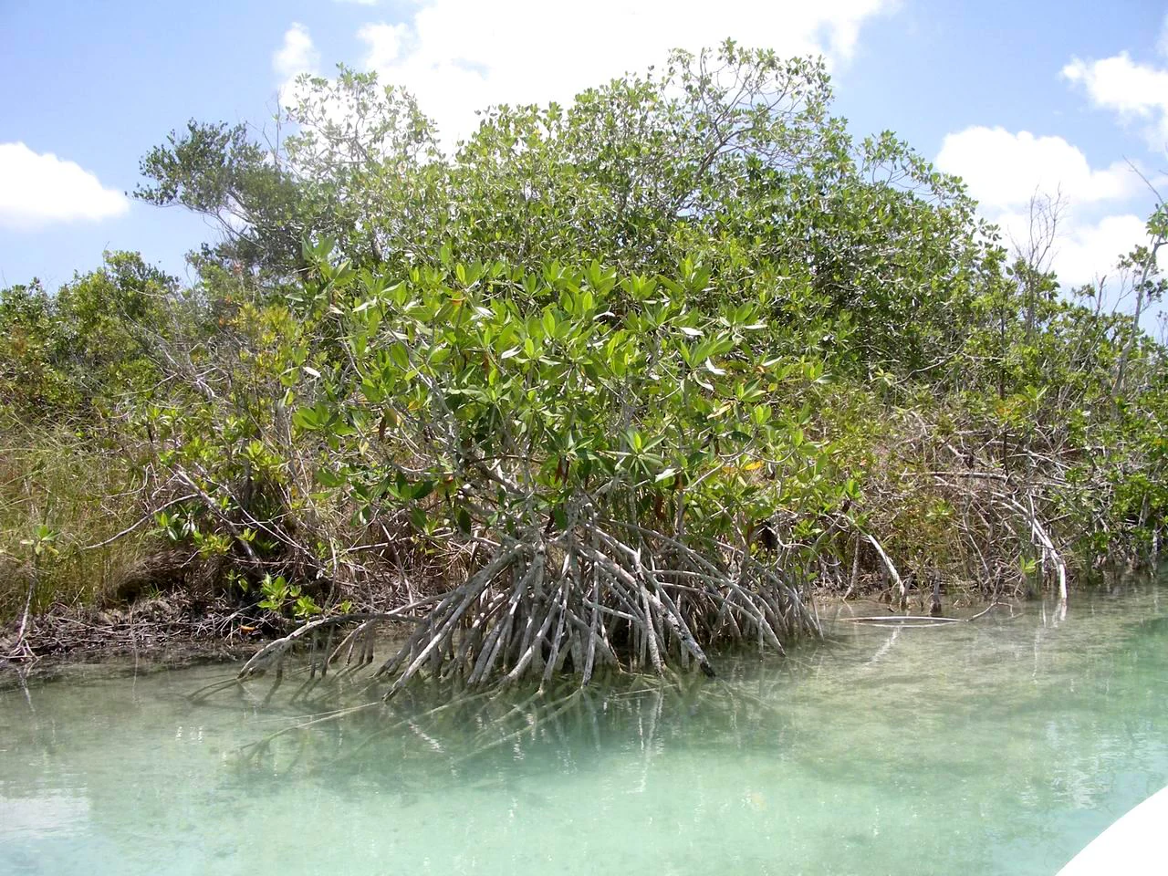 A cluster of mangrove trees with visible prop roots extending into shallow, clear turquoise water, surrounded by dense coastal vegetation under a partly cloudy sky.