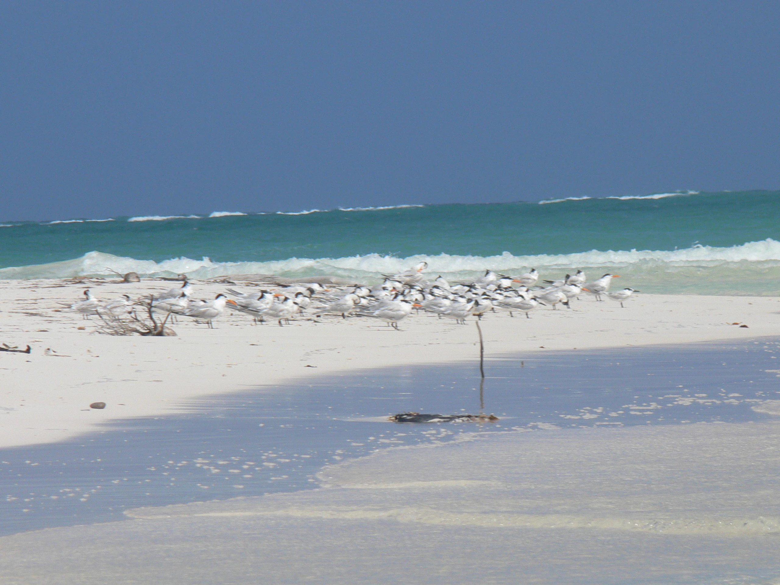 A large group of seabirds gathered on a white sand beach with turquoise ocean waves in the background.