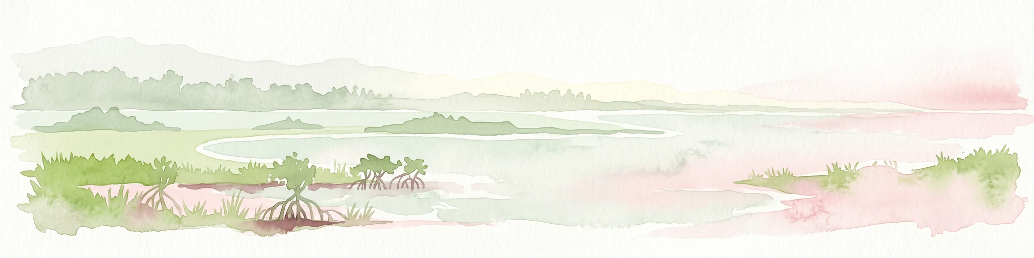 Ilustración en acuarela de un ecosistema de manglar costero con agua tranquila, vegetación verde y suaves tonos rosados y verdes.