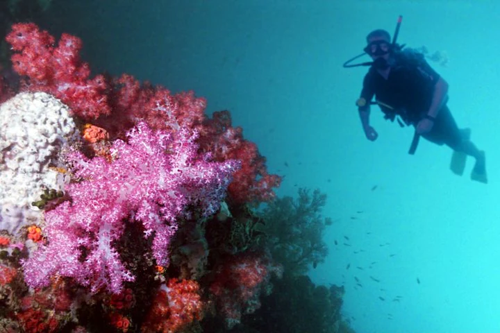 A scuba diver swims through clear blue water past a large cluster of pink and white soft corals.