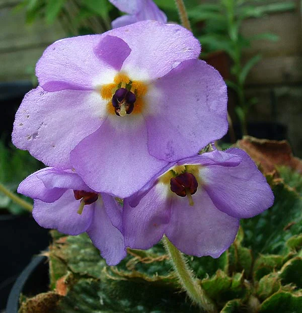 Purple flower with yellow center and dark stamens, green leaves with brown edges