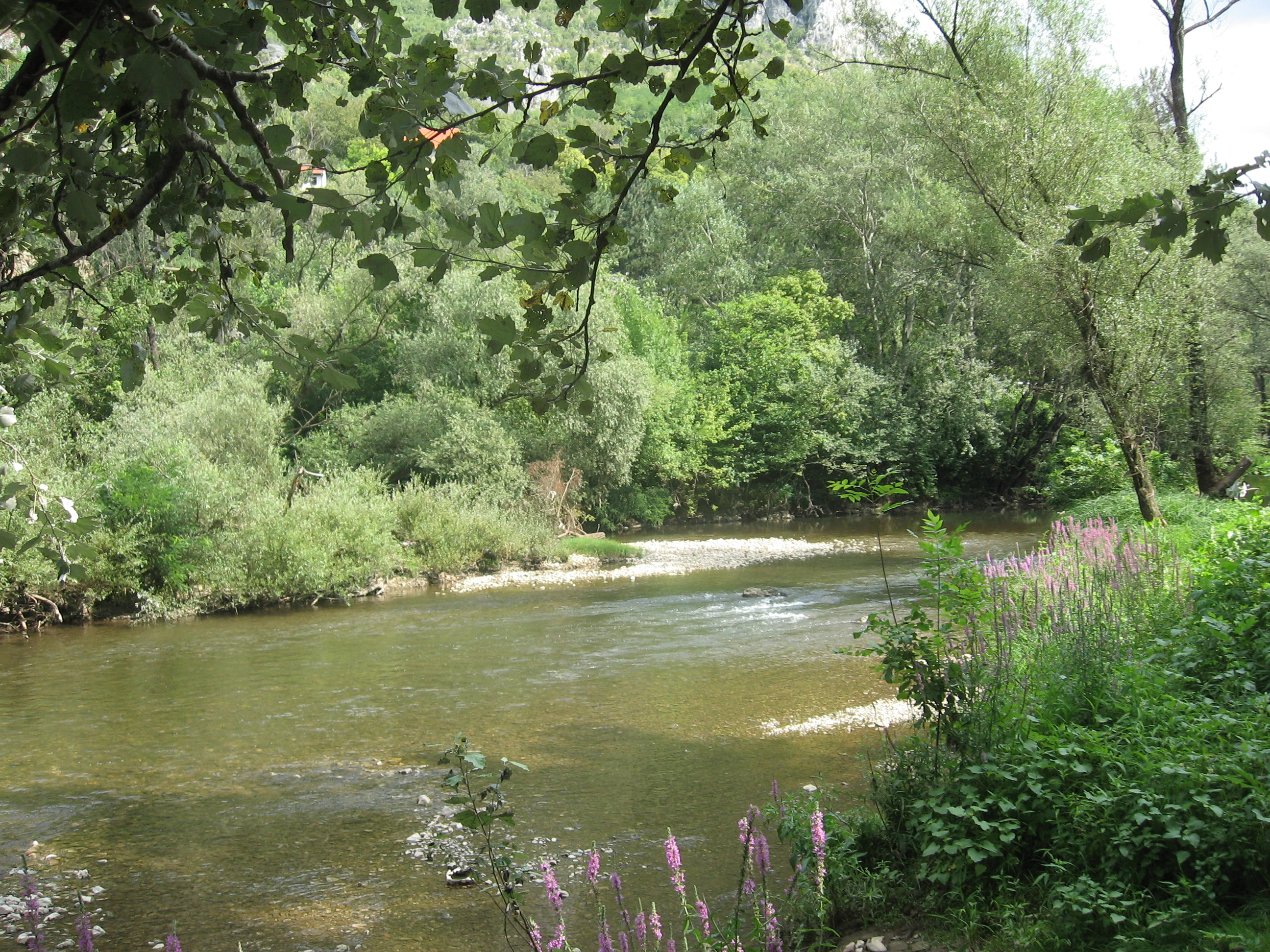 River flowing through dense forest with purple flowers in foreground